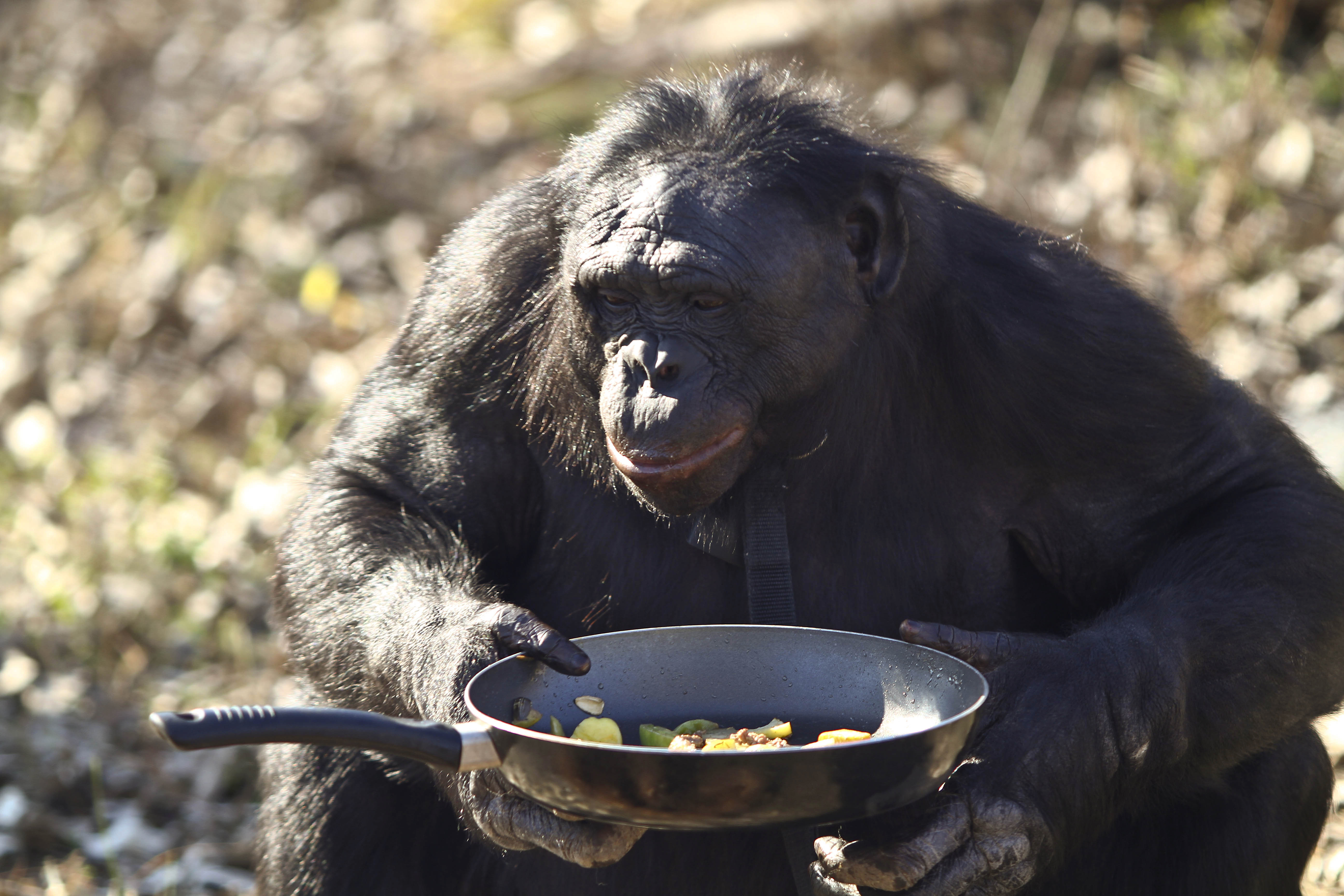 Chimpanzé - características, foto, informações - Animais - InfoEscola