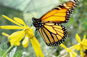 Ciência para levar na bagagem