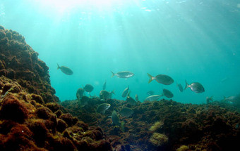 Cientistas criam novo centro de investigação em Ciências Marinhas