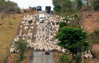 CineEco já é adulto