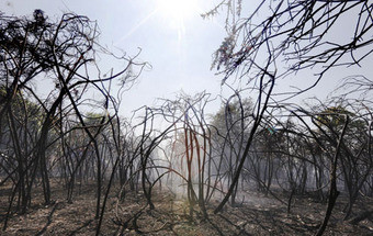 Clima quente faz disparar incêndios na região de Londres