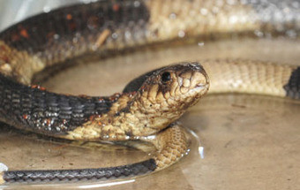 Cobra venenosa foi encontrada