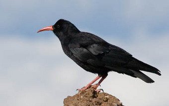 Como se salva uma espécie