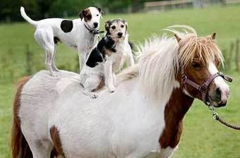 Conheça a história de dois cães que andam a cavalo (COM FOTO)