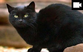 Conheça Tommassino, o gato que herdou dez milhões