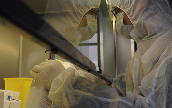 Criado pela primeira vez um órgão de raiz em laboratório