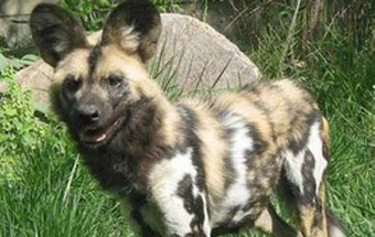 Criança morre em zoo da Pensilvânia ao cair para jaula de cães selvagens