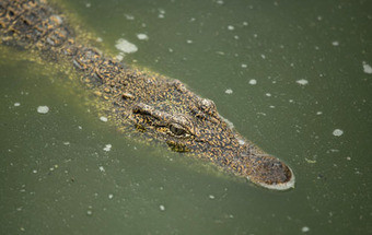 Dezenas de cabeças de crocodilo encontradas num congelador na Austrália