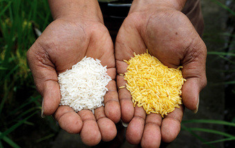 Dourado, arroz da cor da esperança
