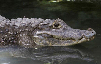 Espanha continua à procura do crocodilo à solta