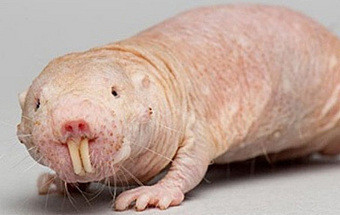 Este animal pode ter o segredo para prolongar a vida humana