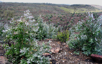 Eucaliptugal, o ecocídio da floresta nacional