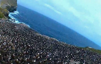 Falcão rouba câmara e faz impressionante filmagem aérea de colónia de pinguins