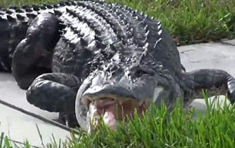 Família encontra crocodilo de três metros à porta de casa