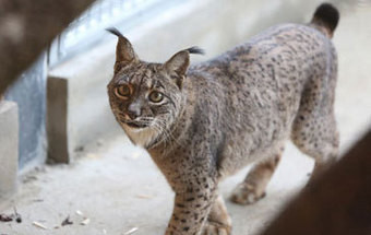 Fêmea de lince ibérico encontrada morta foi envenenada