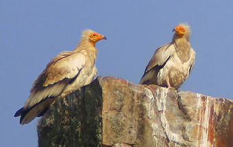 Festival de observação de aves anima Sagres 11