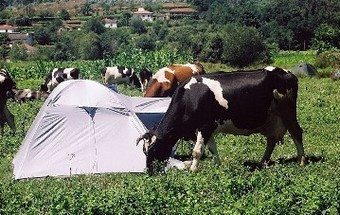 Festival Vilar de Mouros será organizado por IPSS no próximo ano