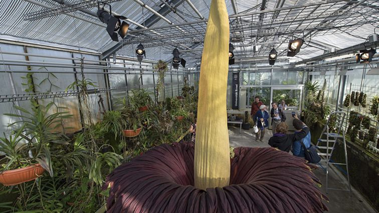 Floresceu a estranha flor de quase dois metros e com cheiro a cadáver