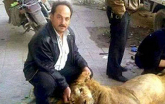 Fome terá feito sírios matar leão de zoo