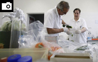 FOTOS: No encalço da bactéria E.coli