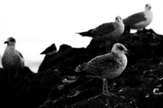Gaivotas em repouso