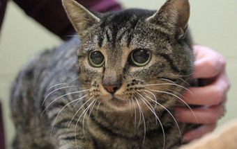 Gatos podem ser o segredo para uma vacina contra o VIH