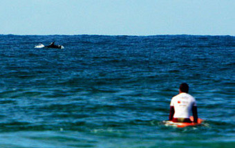Golfinhos surpreendem no Estoril Surf Festival