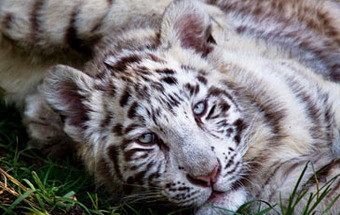 Gostamos de tigres brancos e de abutres pretos