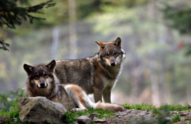 Grupo Lobo garante Centro de Recuperação através de donativos