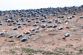 Habitantes das Berlengas...