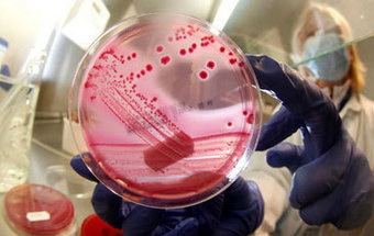 Identificada origem da epidemia: são os rebentos vegetais