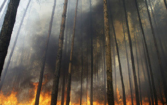 Incêndios: Centro e norte de Portugal com risco máximo ou muito elevado