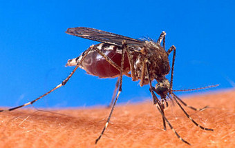 Isto é o que acontece quando somos picados por um mosquito