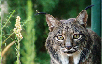 Lançado pacto nacional pelo lince ibérico