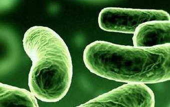Legionella já fez cinco mortos e 233 contaminados