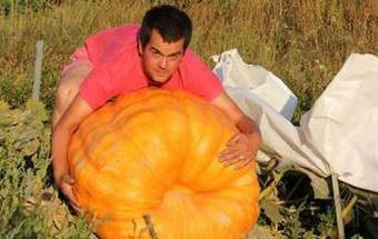 Leilão de abóbora gigante por uma causa