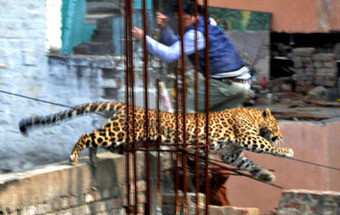 Leopardo à solta lança o pânico em cidade na Índia