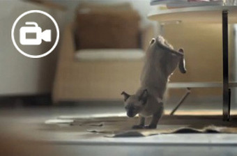 Mais visto no YouTube: Gatos do IKEA fazem sucesso na Internet