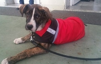 Mascote dos bombeiros de Viana é estrela nas redes sociais