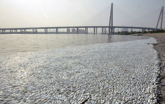 Milhares de peixes mortos em rio perto de Tianjin deixam chineses apreensivos
