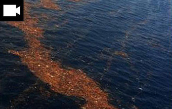 Milhões de toneladas de destroços do tsunami a caminho do Havai (vídeo)