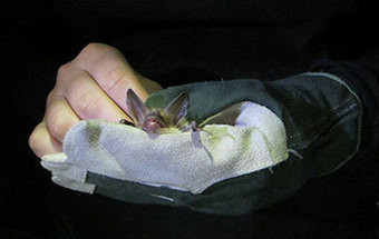 Morcegos na Tapada de Mafra