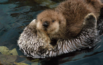 Morreu a lontra Amália do Oceanário de Lisboa 9