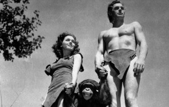 Morreu Cheetah, o chimpanzé de "Tarzan"