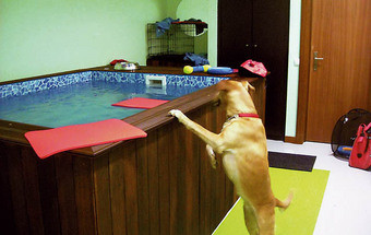 Mundo animal