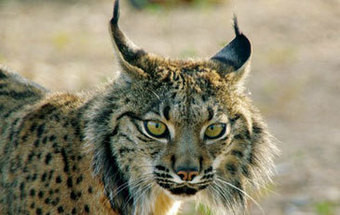 Nascimento e crescimento de uma ninhada de Linces captados em vídeo