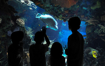 Natal no Oceanário com "Férias Debaixo de Água"