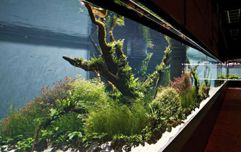 Naturezas vivas para ver no Oceanário