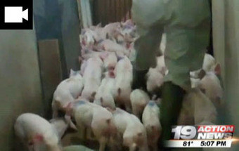 Novo vídeo mostra condições terríveis em criação de porcos