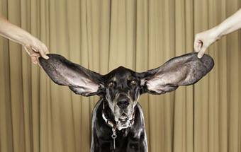 O cão com as orelhas maiores do mundo